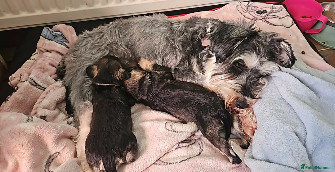 Miniature Schnauzer dogs for sale: Miniature Schnauzer Pups - Advert 2