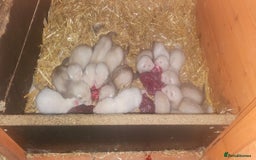 Ferret rodents for sale: Gill and hobs kit for sale  - Image 1