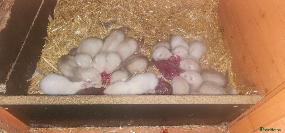 Ferret rodents for sale: Gill and hobs kit for sale  - Image 1