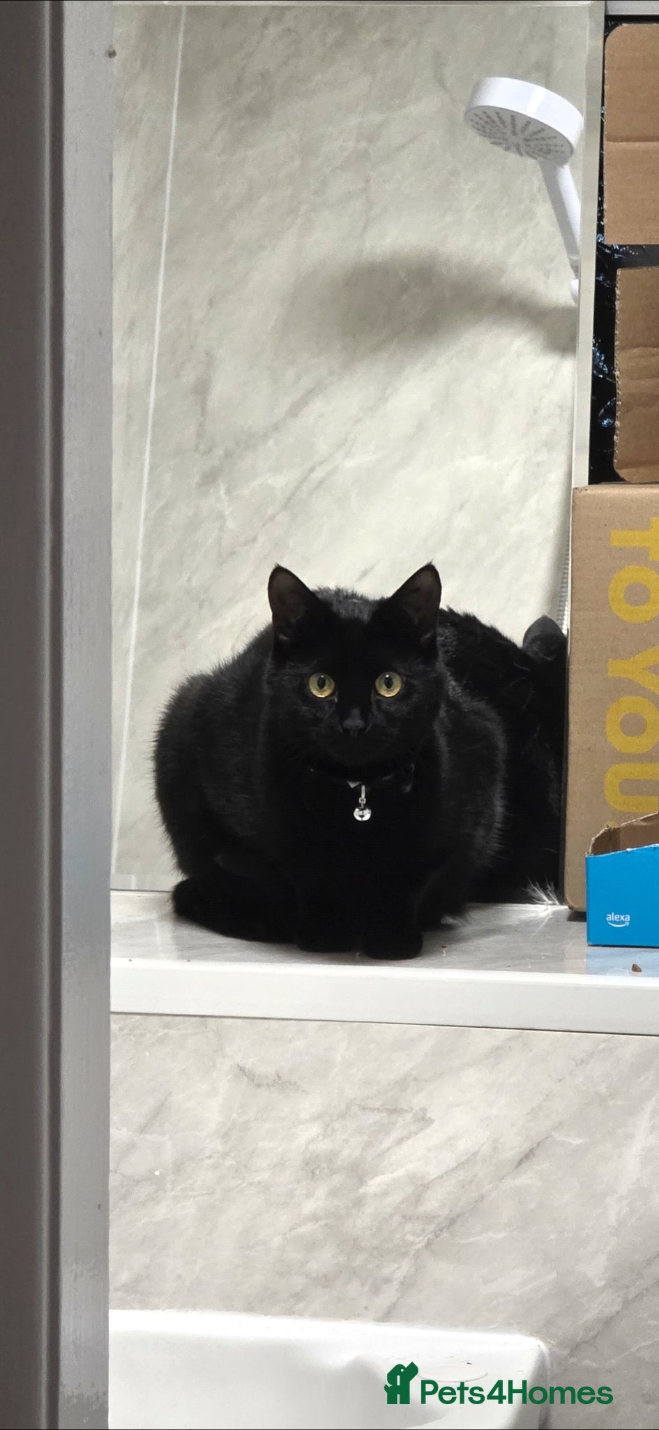 Mixed Breed cats for sale: Large Male 1 year old Black Cat needs a new home - Advert 2