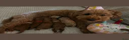 Labradoodle dogs for sale: Red miniature multi gen labradoodles - Advert 18