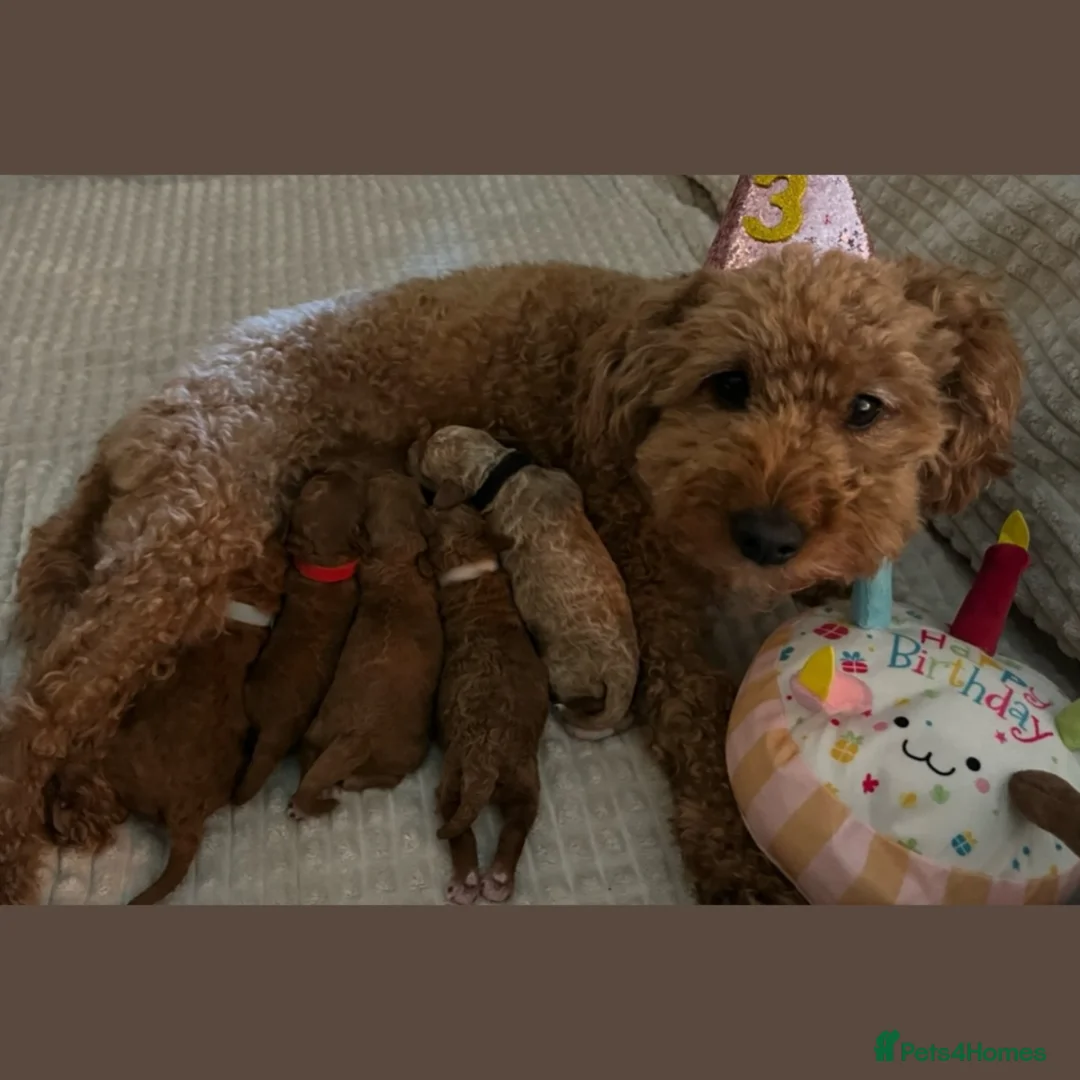 Labradoodle dogs for sale: Red miniature multi gen labradoodles - Advert 18