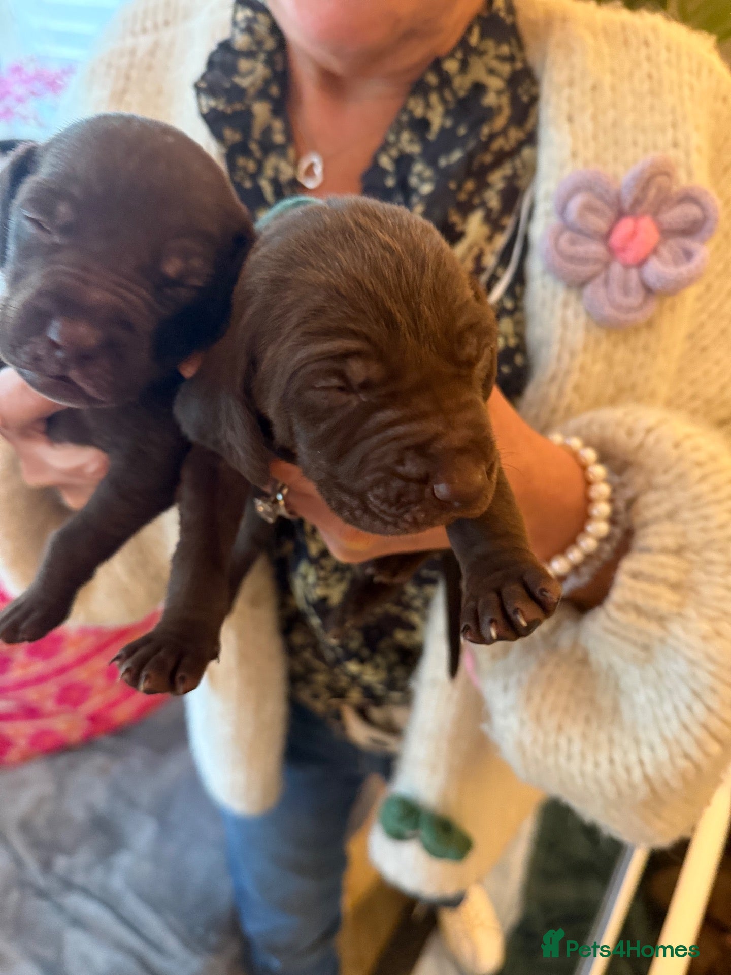 Mixed Breed dogs Beautiful Vizmaraner - Advert 2