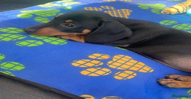 Dachshund dogs - Advert 3