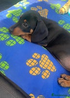 Dachshund dogs - Advert 3