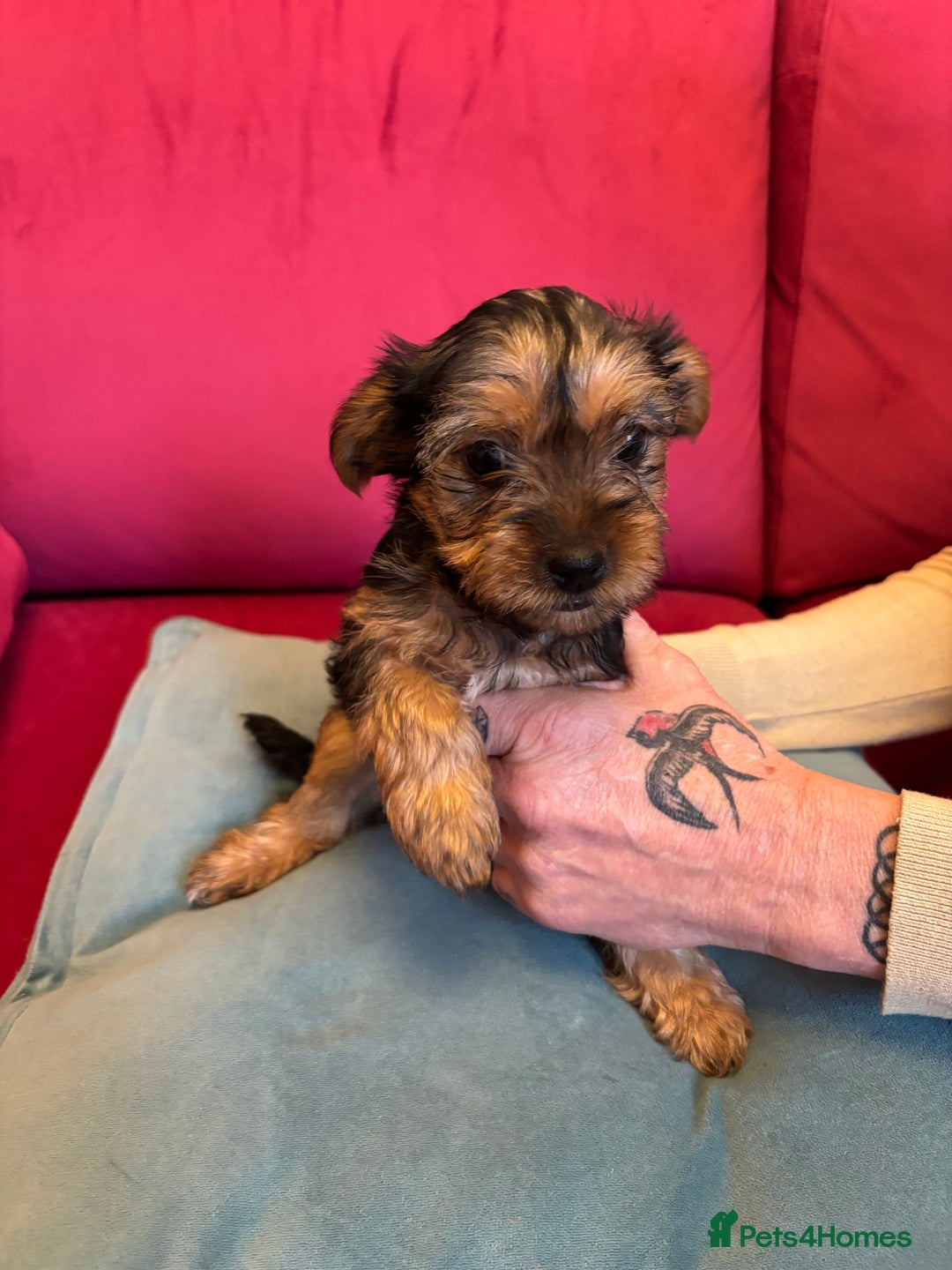 Yorkshire Terrier dogs for sale: Yorkshire Terrier Pups - Image 10
