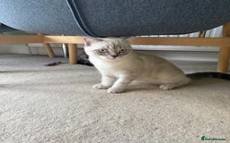 Scottish Fold cats for sale: British Shorthair and Scottish Fold - Image 13