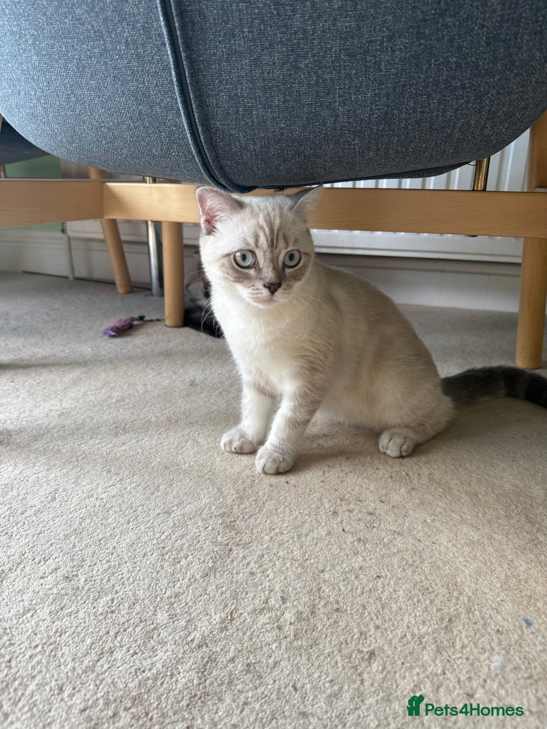 Scottish Fold cats for sale: British Shorthair and Scottish Fold - Image 13