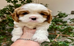 Cavalier King Charles Spaniel dogs for sale: Champion Sired KC Reg Cavalier King Charles  - Image 15
