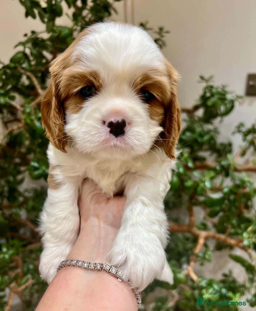 Cavalier King Charles Spaniel dogs for sale: Champion Sired KC Reg Cavalier King Charles  - Image 15