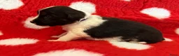 Border Collie dogs for sale: Beautiful Border Collie pups.  - Advert 7