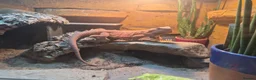 Bearded Dragon reptiles for sale: 2yr old Female bearded dragon Red Translucent - Advert 5