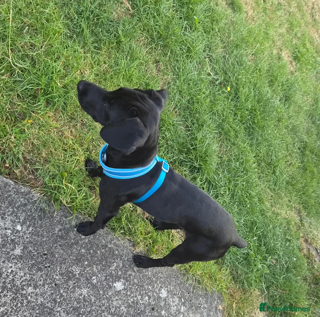 Mixed Breed dogs for sale: Beautiful little girl - Advert 5