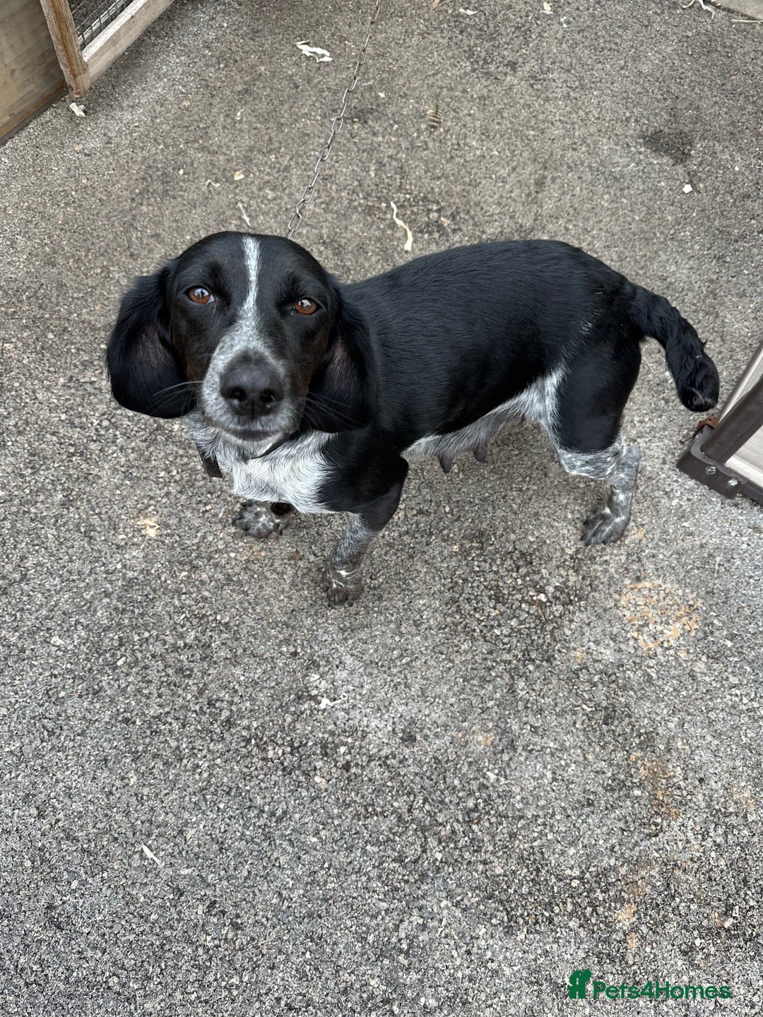Mixed Breed dogs for sale:  Bedlington, spaniel hybrid  - Image 7