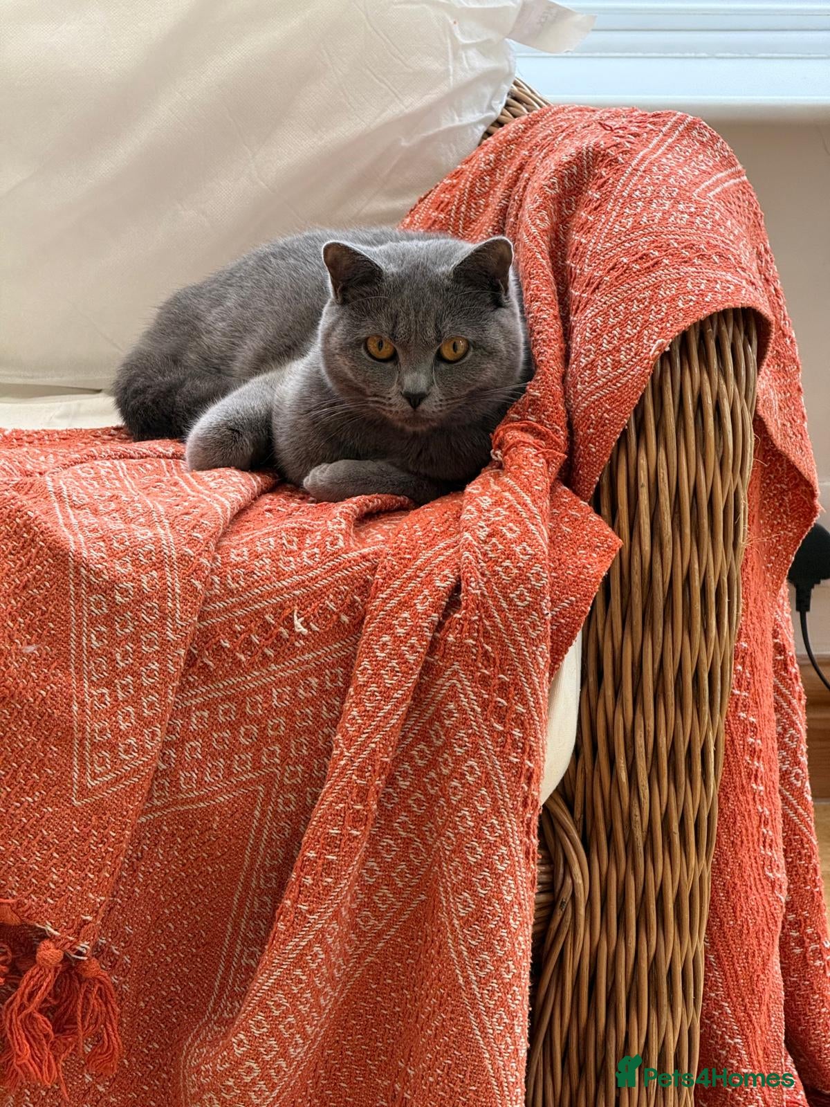 British Shorthair cats Female British short-haired. - Advert 4