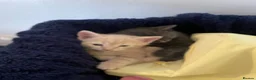 Mixed Breed cats for sale: beautiful kittens Mum is bengal/Maine coone cross  - Advert 4