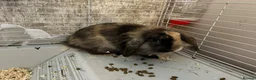 Lionhead rabbits for sale: Lionhead lops  - Advert 4