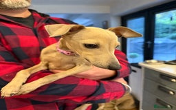 Italian Greyhound dogs for sale: Italian greyhound girl - Image 5