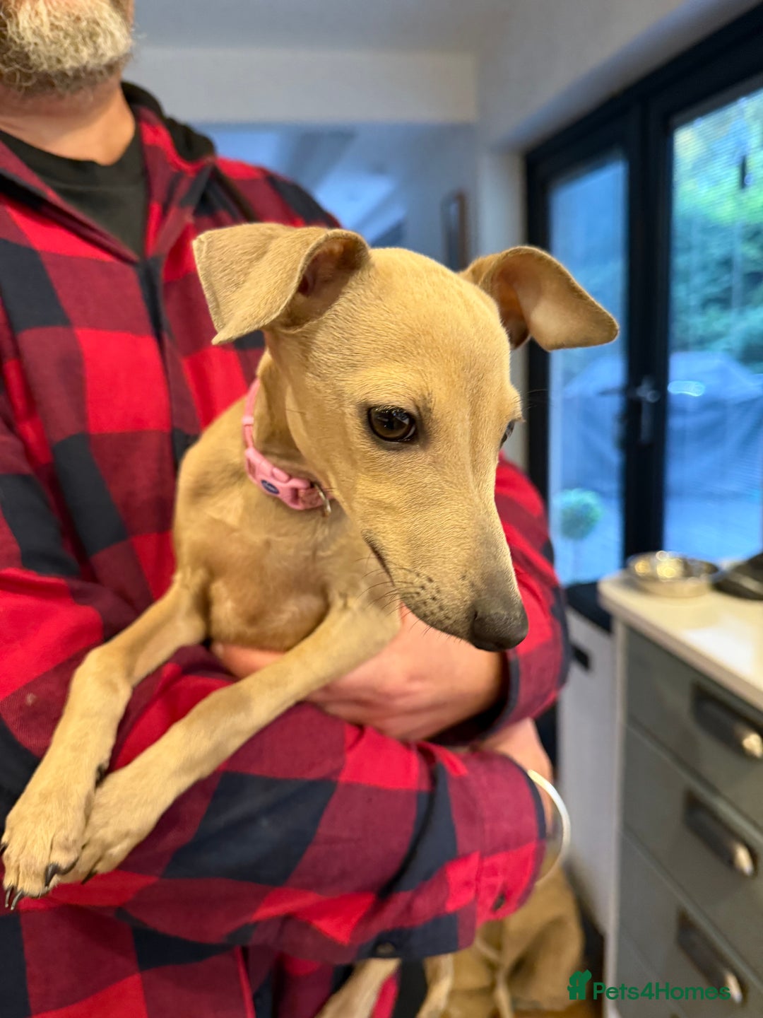 Italian Greyhound dogs for sale: Italian greyhound girl - Image 5