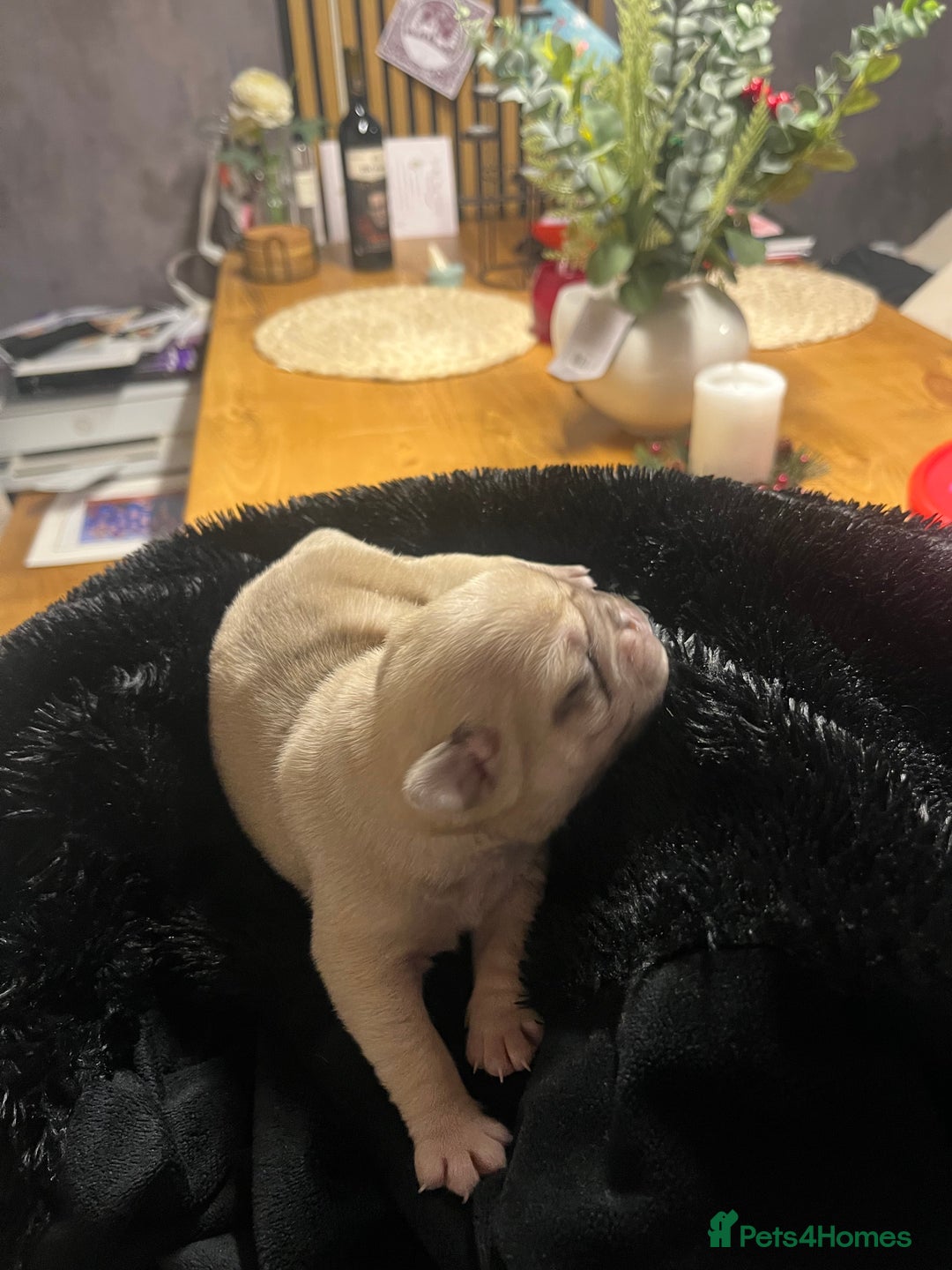 Pug dogs for sale: 2 boys 3 girls pugs for sale leeds  - Advert 4