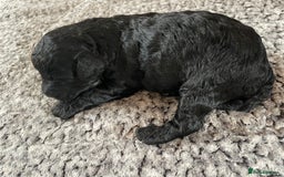 Cavapoo dogs for sale: 2 Gorgeous blacks cavapoo puppies  - Image 6