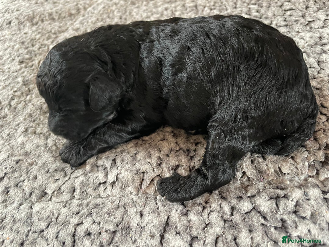 Cavapoo dogs for sale: 2 Gorgeous blacks cavapoo puppies  - Image 6