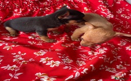 Chihuahua dogs for sale: Adorable Chihuahuas £650-£700 “Boys & Girls’ - Image 17