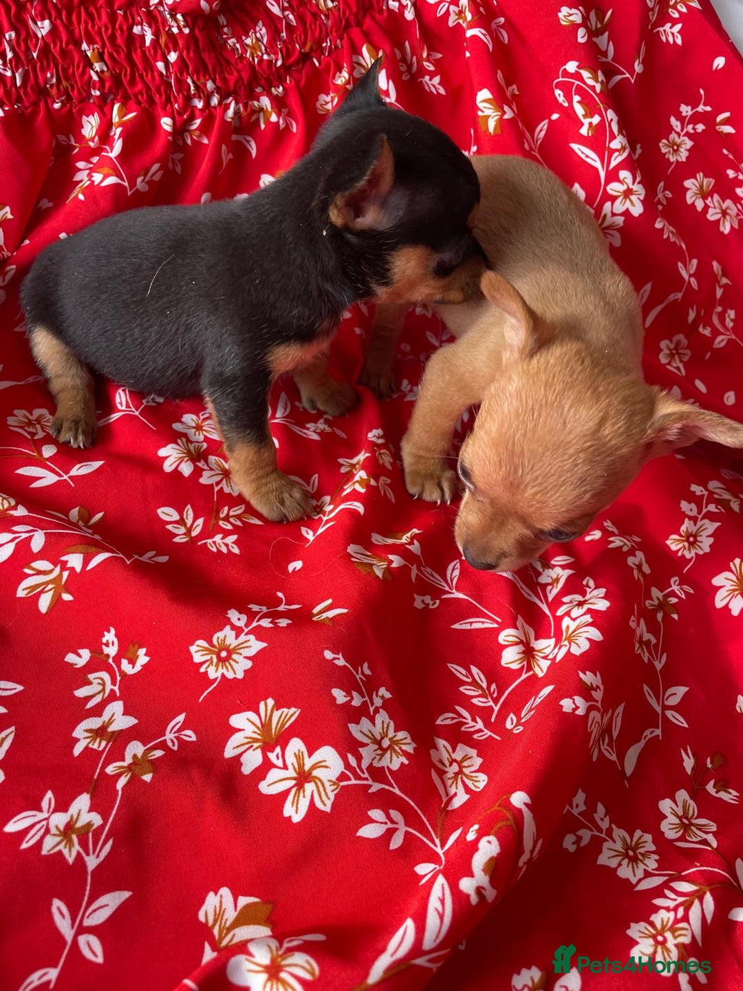 Chihuahua dogs for sale: Adorable Chihuahuas £650-£700 “Boys & Girls’ - Image 17