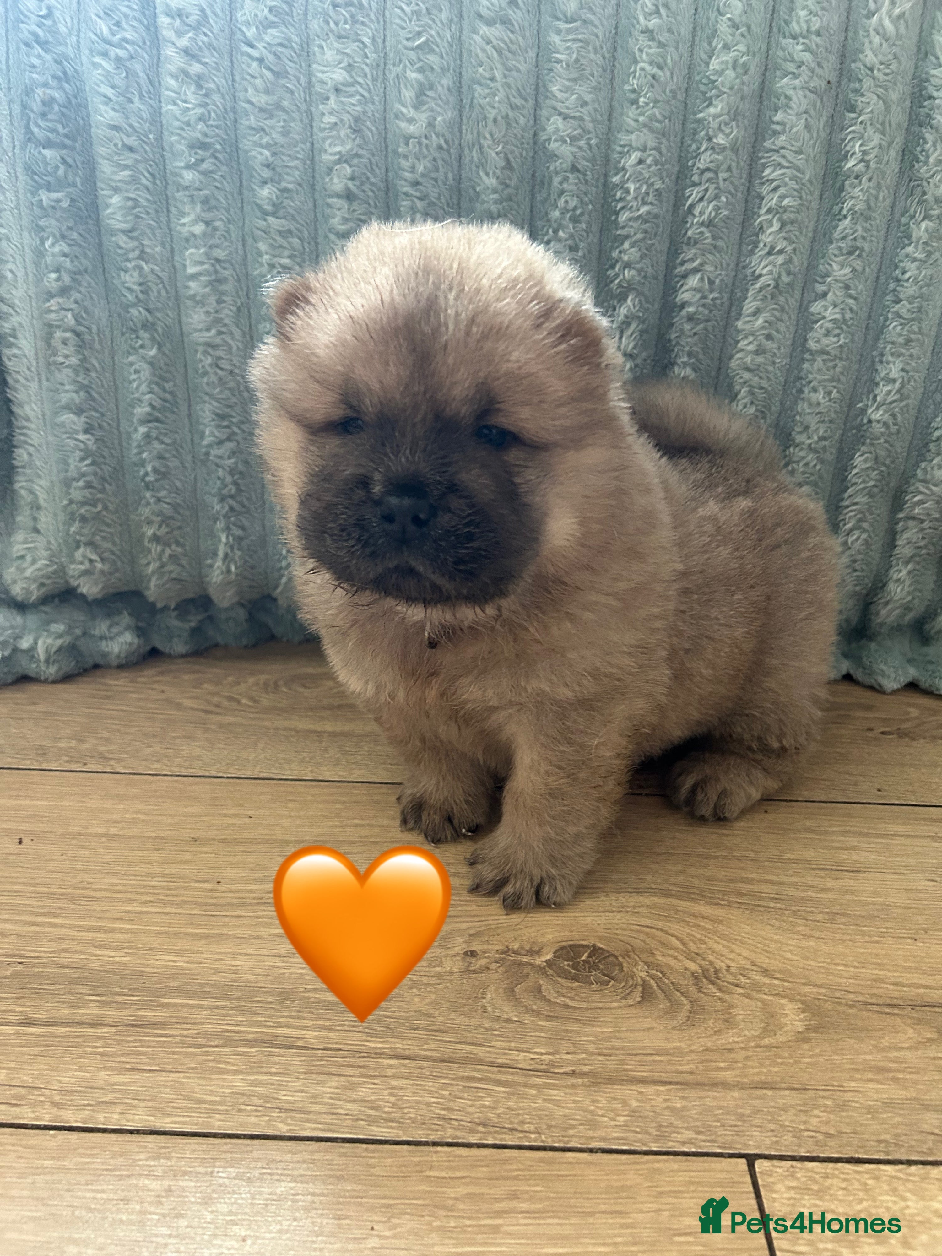 Chow Chow dogs 6 Stunning Chow Chow Puppies - Advert 10