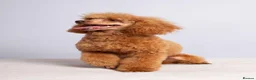 Cavapoo dogs for sale: 🐾 Beautiful Ruby Red F2B Toy Cavapoo Puppies 🐾 - Advert 2