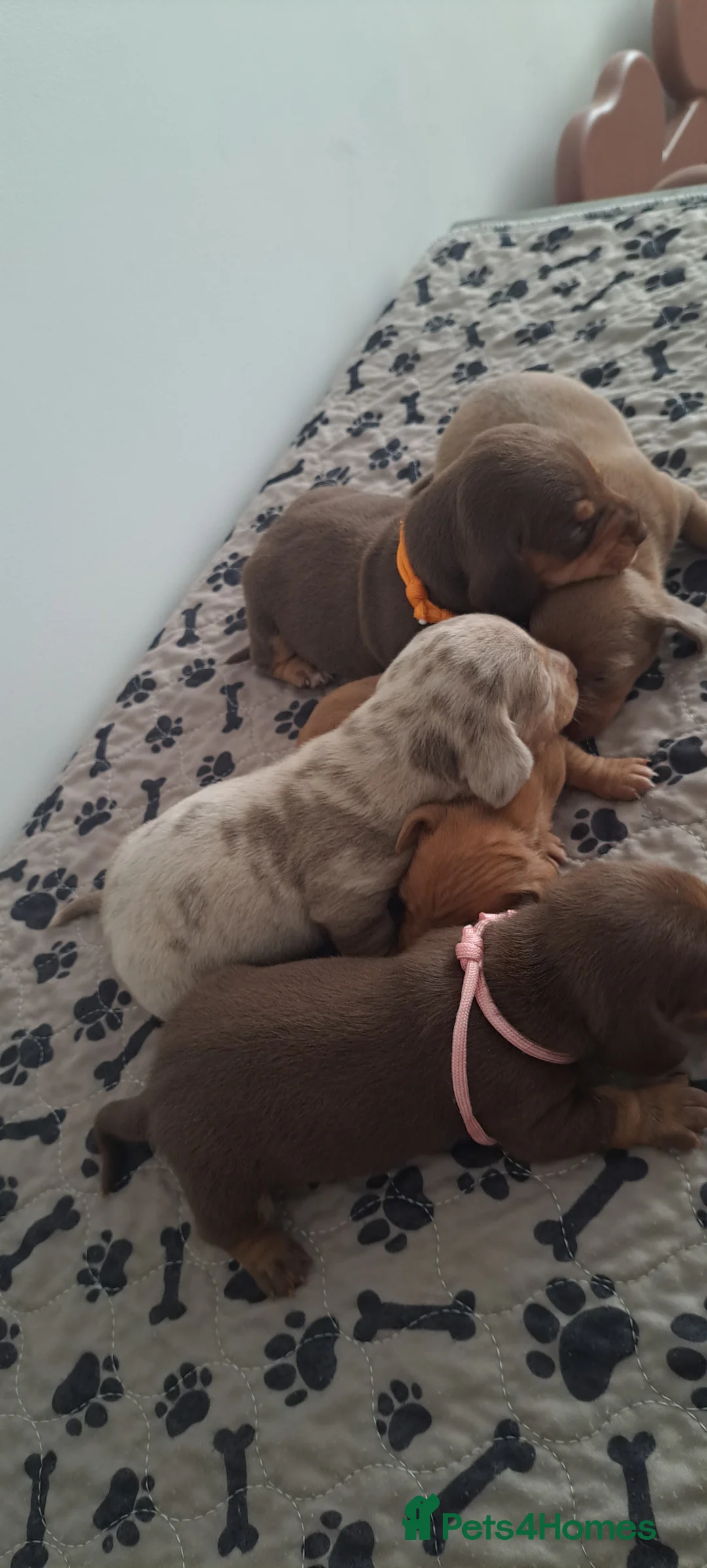 Dachshund dogs for sale: Miniature dachshund 1 girl left - Advert 5