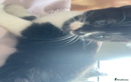Mixed Breed cats for sale: Kittens for sale - Harrogate - Image 5