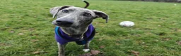 Lurcher dogs for adoption: Puddle - Advert 5