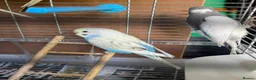 Budgerigars birds for sale: Baby budgies for sale  - Advert 6