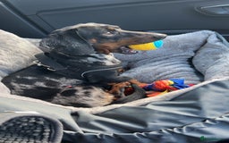 Miniature Dachshund dogs for sale: Miniature Dachshund - Advert 4