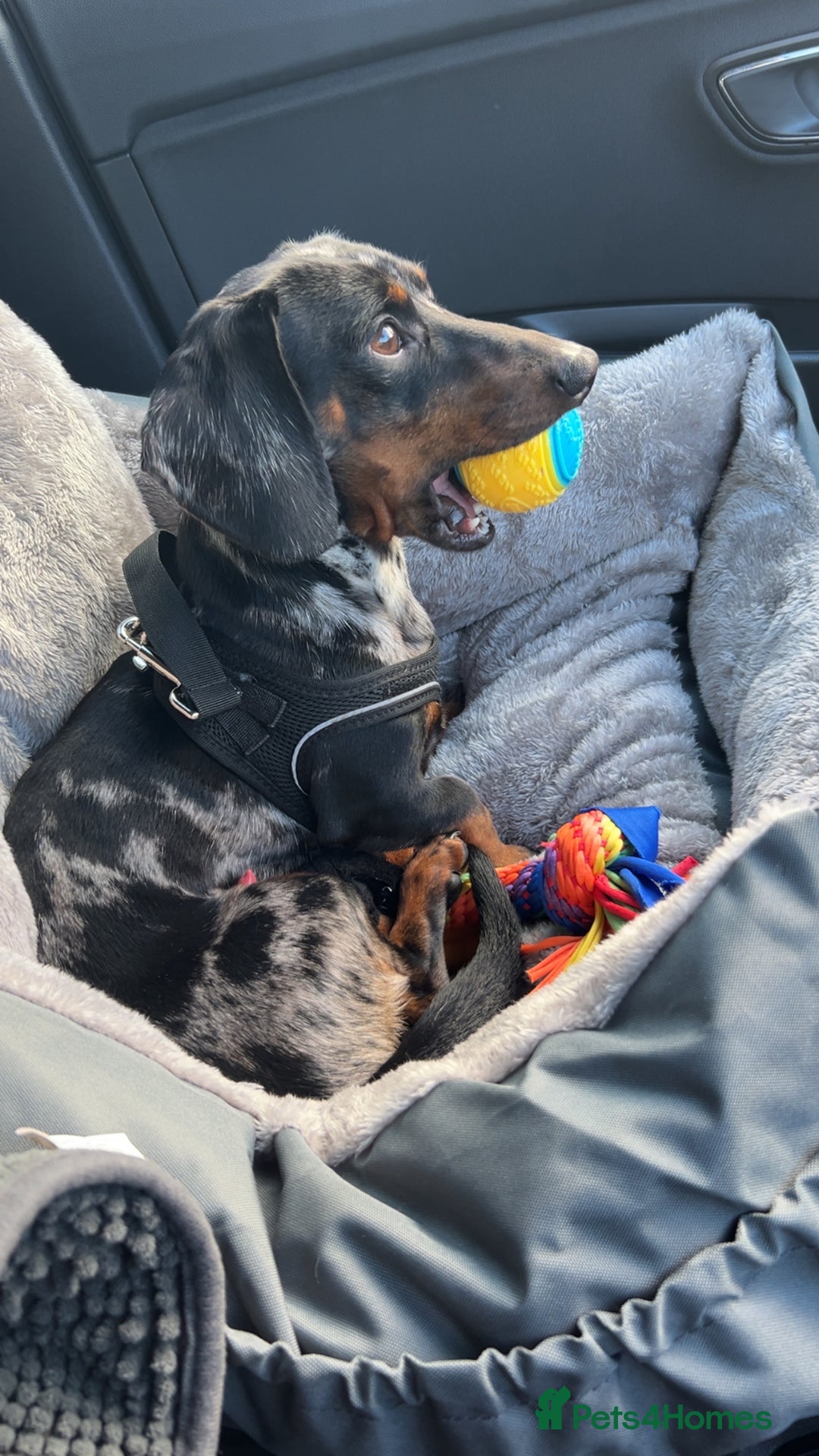 Miniature Dachshund dogs for sale: Miniature Dachshund - Advert 4