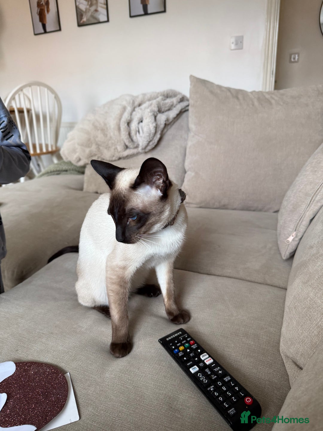 Siamese cats for sale: Male Siamese looking for a new home - Advert 2