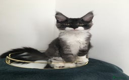 Maine Coon cats for sale: Mainecoons kittens Xl pedigree - Image 16