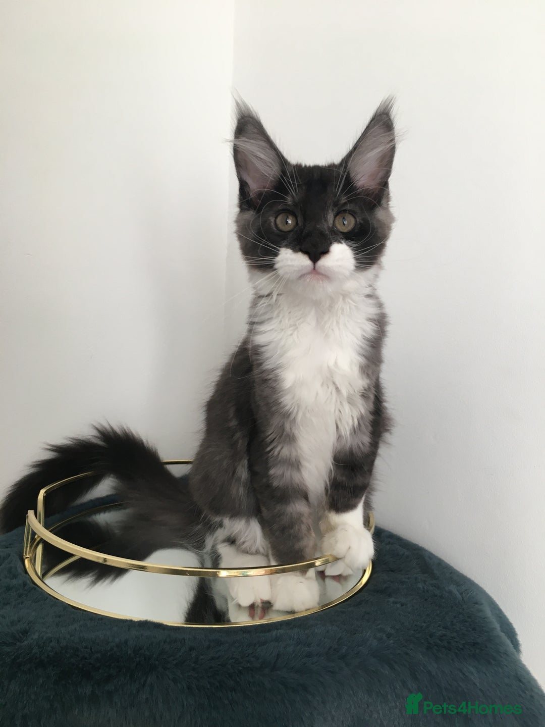 Maine Coon cats for sale: Mainecoons kittens Xl pedigree - Image 16
