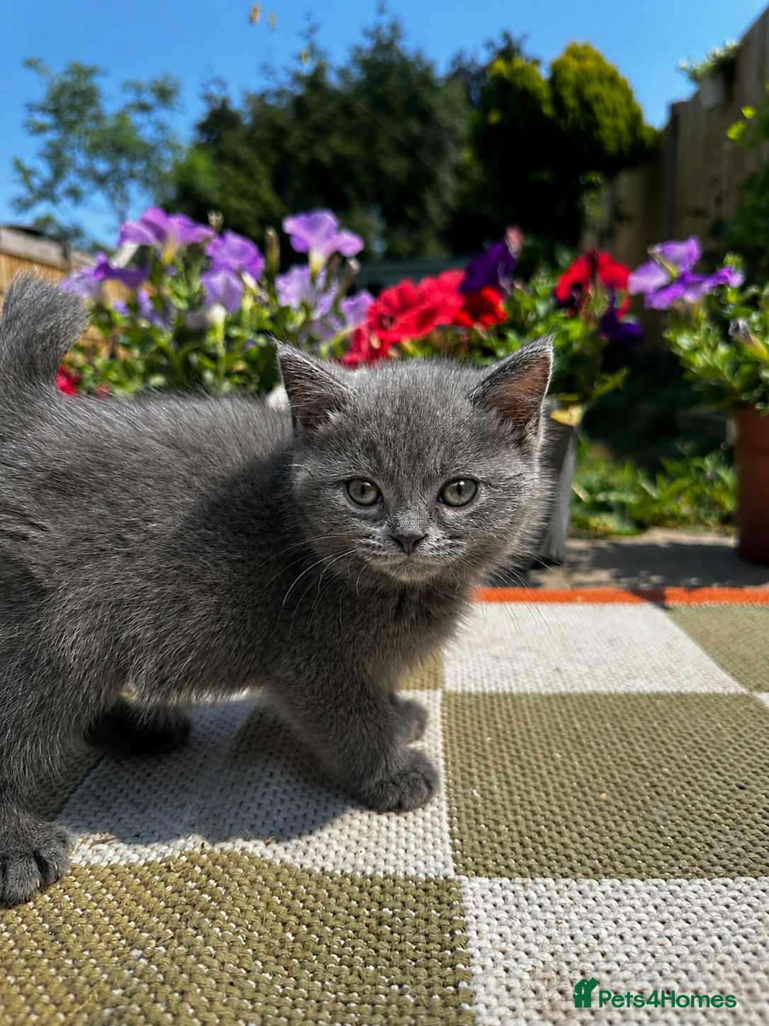 British Shorthair cats British blue kittens - Advert 1
