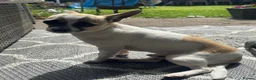 Jack Chi dogs for sale: Hugo is looking for a new forever home 💙 in Welwyn Garden City - Advert 3