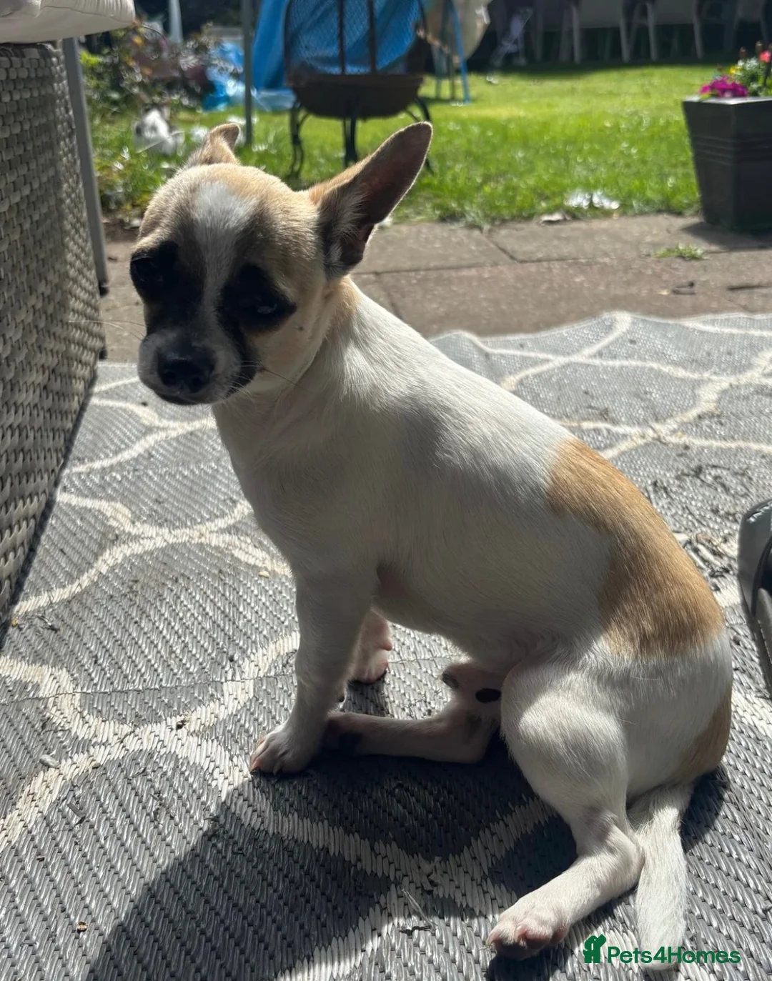 Jack Chi dogs for sale: Hugo is looking for a new forever home 💙 in Welwyn Garden City - Advert 3