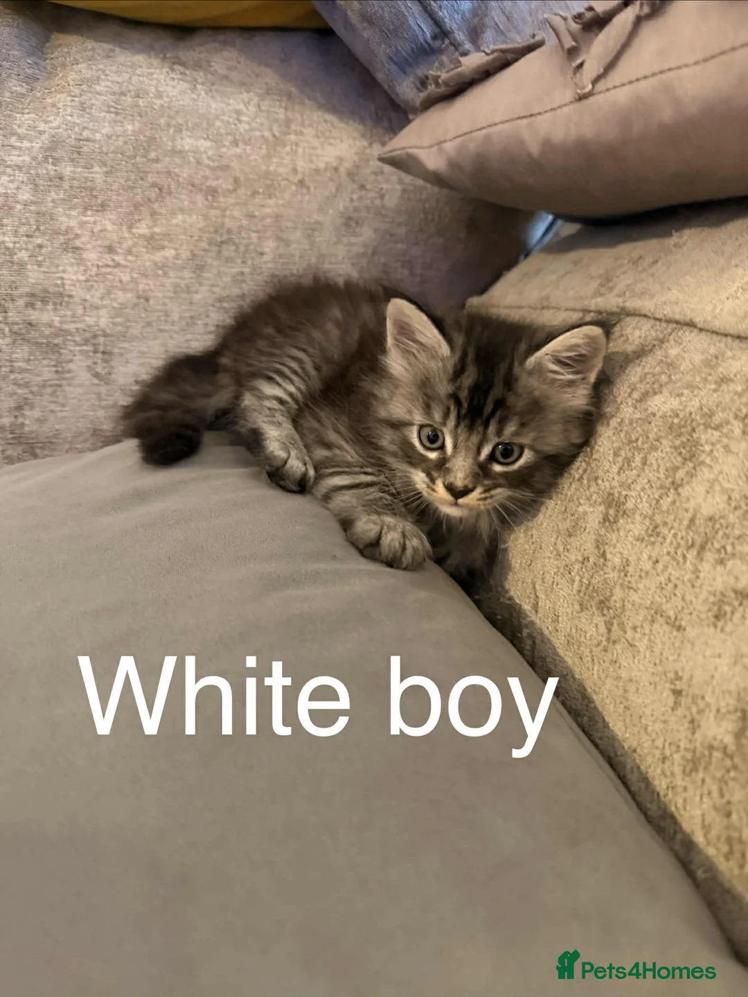 Maine Coon cats for sale: Pure maine coons kittens 2bs 3gs ready 14/2/26 - Advert 10