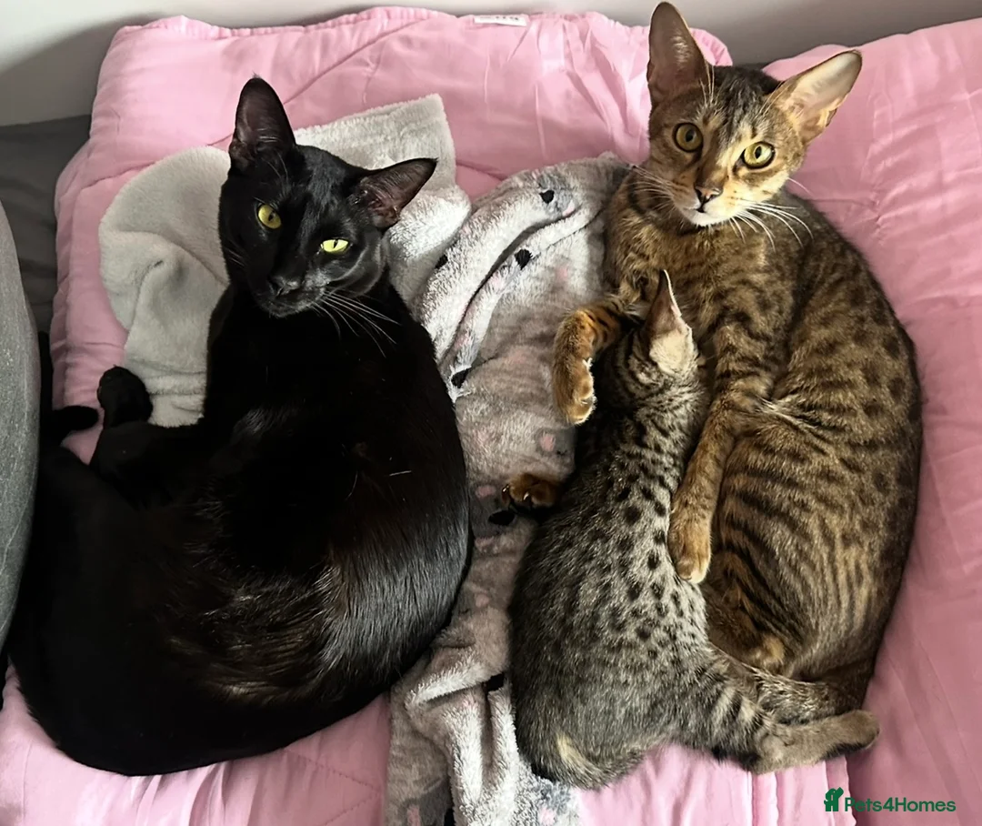 Savannah cats for sale: Savannah F4 TICA registered boy - Advert 1