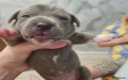 Mixed Breed dogs for sale: French bull weinners  - Image 13