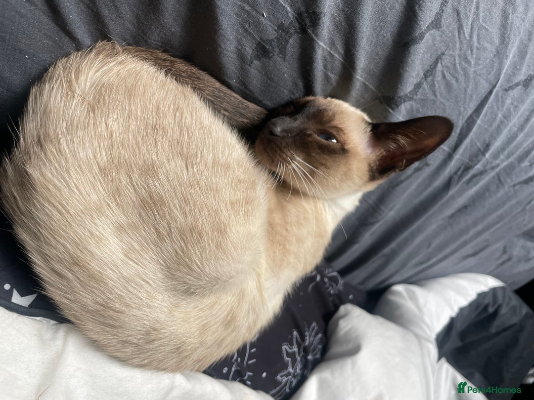 Siamese cats for sale: Siamese cat 1year old  - Image 2