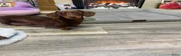Miniature Dachshund dogs for sale: 3 beautiful little boys looking for new homes - Advert 7