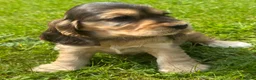 Cocker Spaniel dogs for sale: TRUE SHOWTYPE KC REGISTERED HEALTH TESTED - Advert 15