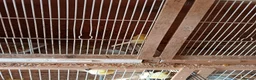 Canaries birds for sale: 10 canaries - Advert 5