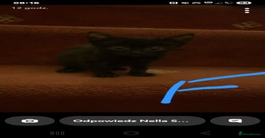 Mixed Breed cats - Advert 2